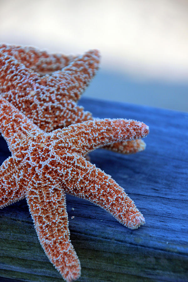 Starfish Photograph - Starfish 3257 by Carolyn Stagger Cokley