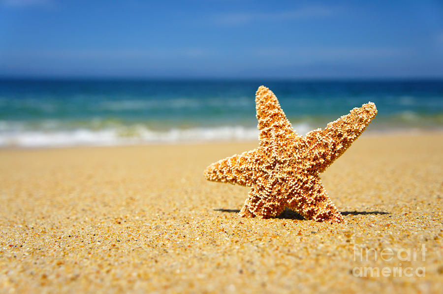 Starfish Photograph by Aged Pixel - Fine Art America