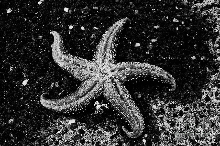 Black & White Photograph - Starfish by Alison Tomich