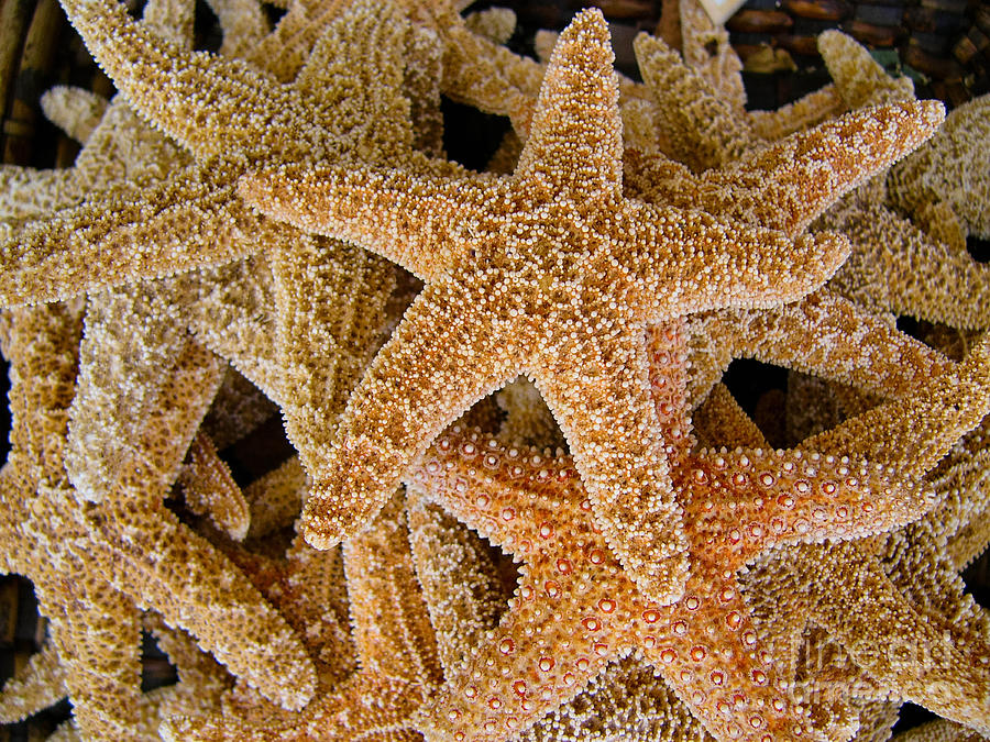 Starfish Photograph - Starfish by Amy Cicconi