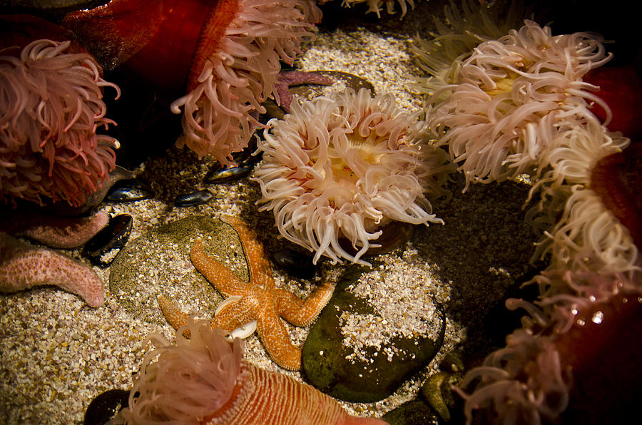 Fish Photograph - Starfish and Coral by Jessica Berlin