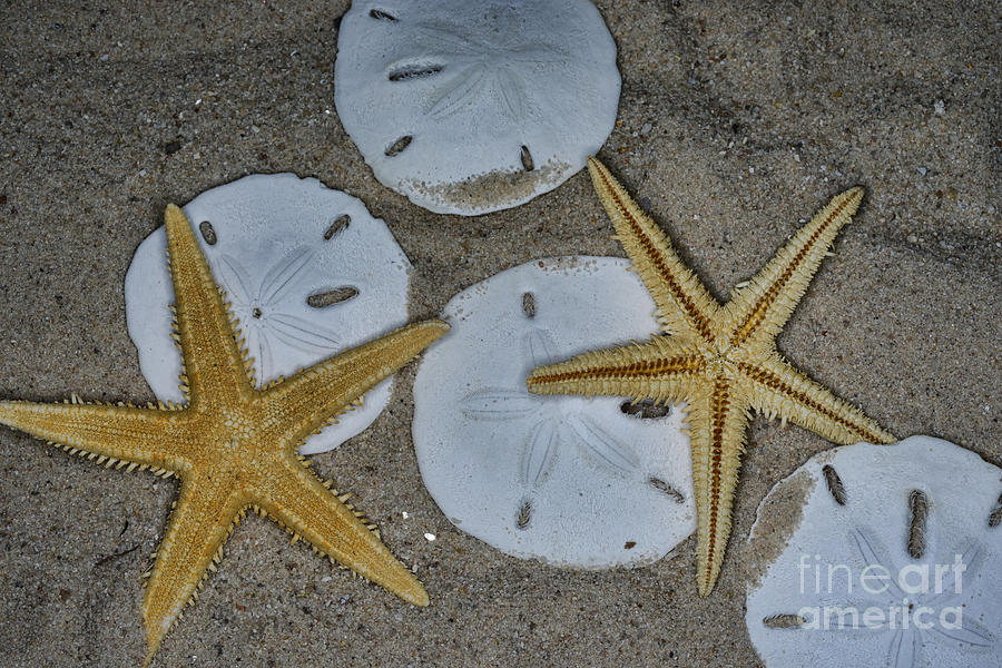 Starfish and Sand Dollars Photograph by Paul Ward