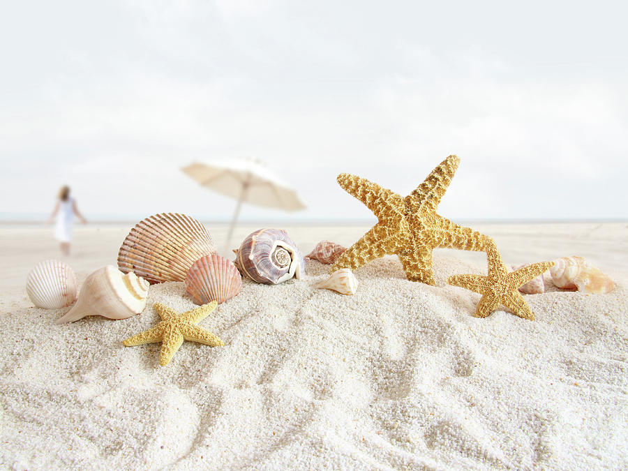 Starfish and seashells  at the beach Photograph by Sandra Cunningham