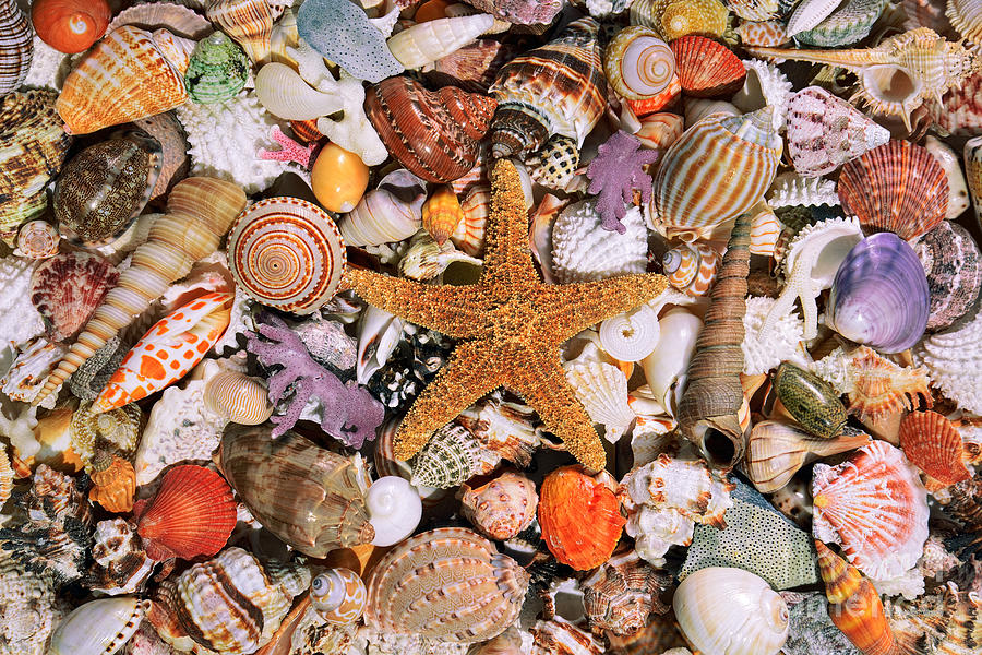 Starfish and Seashells Photograph by Aloha Art