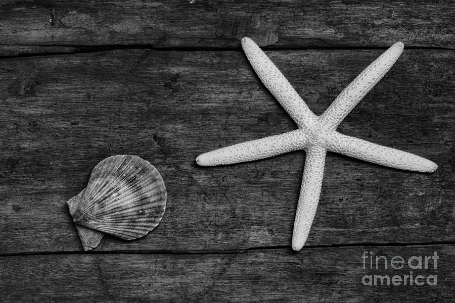 Black And White Photograph - Starfish and shell on weathered wood. by Paul Ward