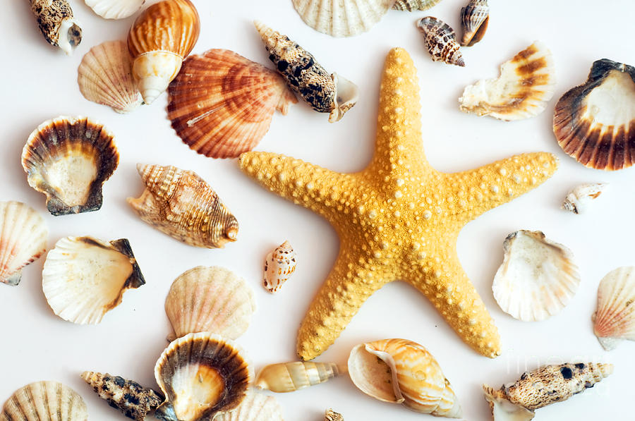 Starfish And Shells Photograph