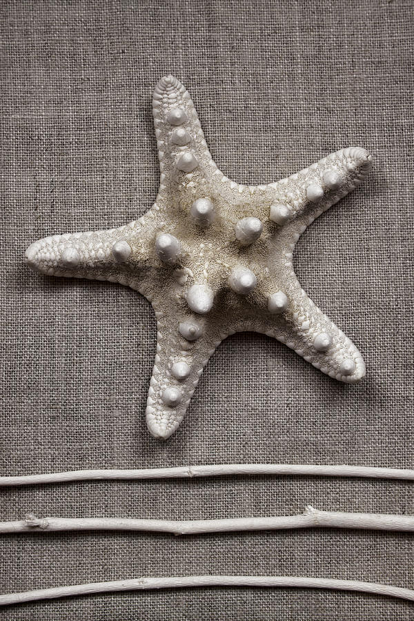 Shell Photograph - Starfish and Sticks by Carol Leigh