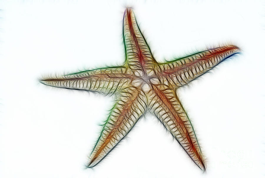 Starfish Art 2 Photograph by Kaye Menner