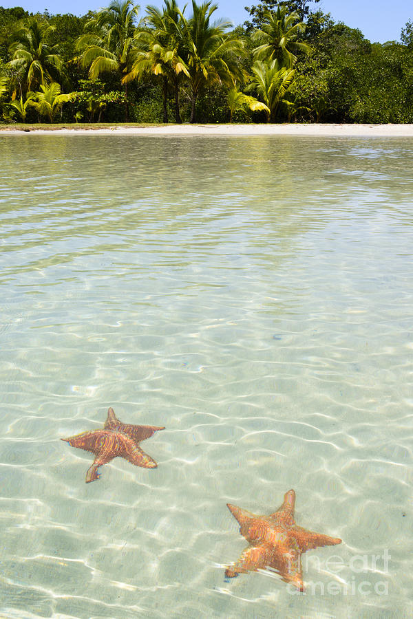 Starfish Beach Photograph by Oscar Gutierrez