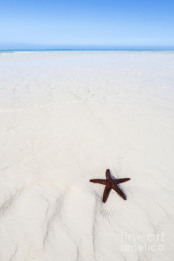 Starfish Beach Photograph by Scott Kerrigan