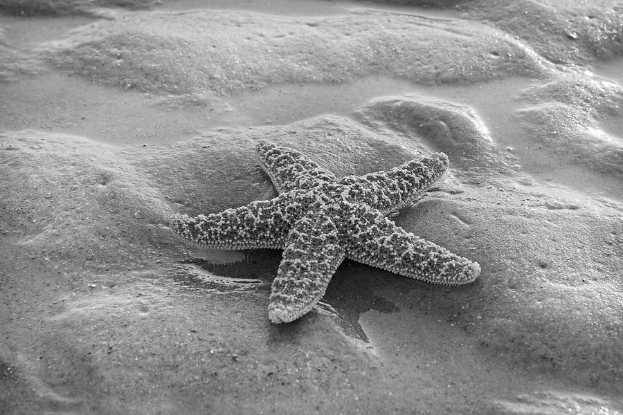 Fish Photograph - Starfish by Betsy Knapp