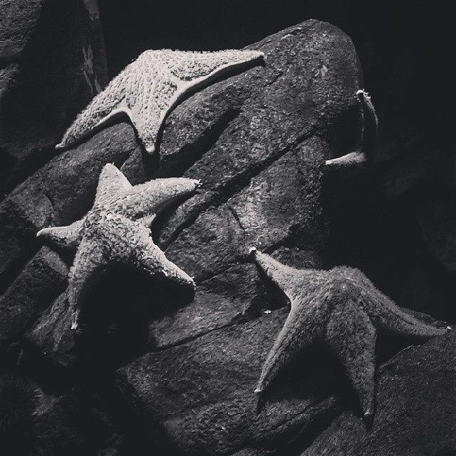 Beautiful Photograph - #starfish #blackandwhite by Nila Sivatheesan