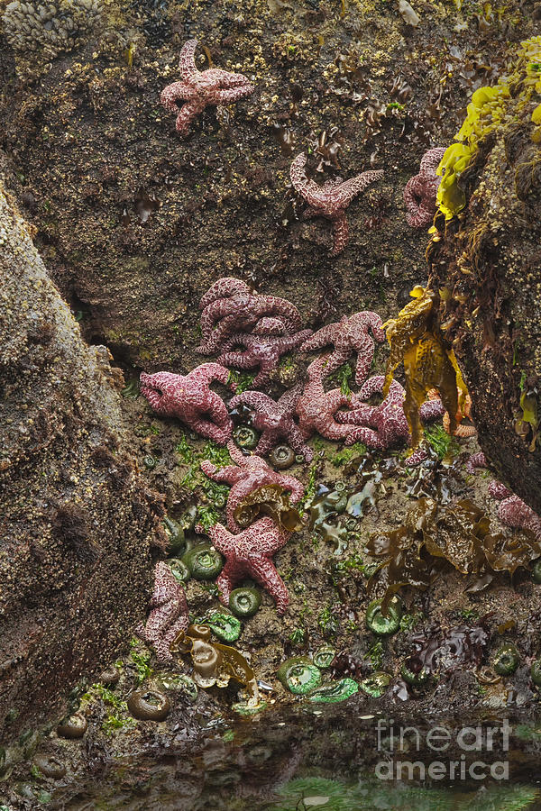 Starfish Canyon Photograph by Carrie Cranwill