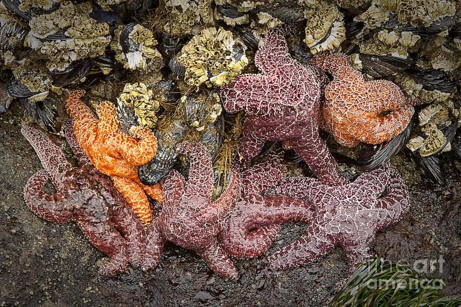 Starfish Photograph by Carrie Cranwill