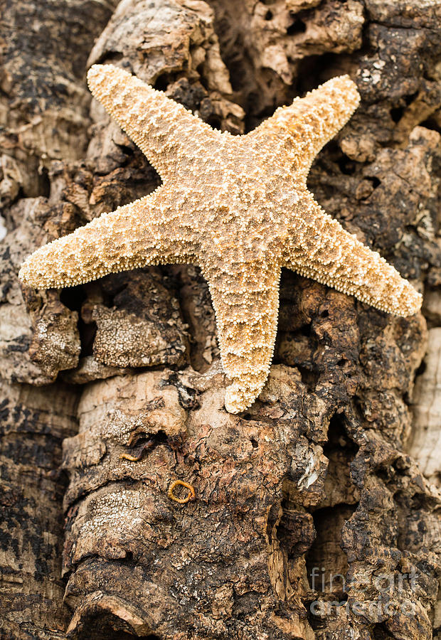 Fish Photograph - Starfish by Edward Fielding