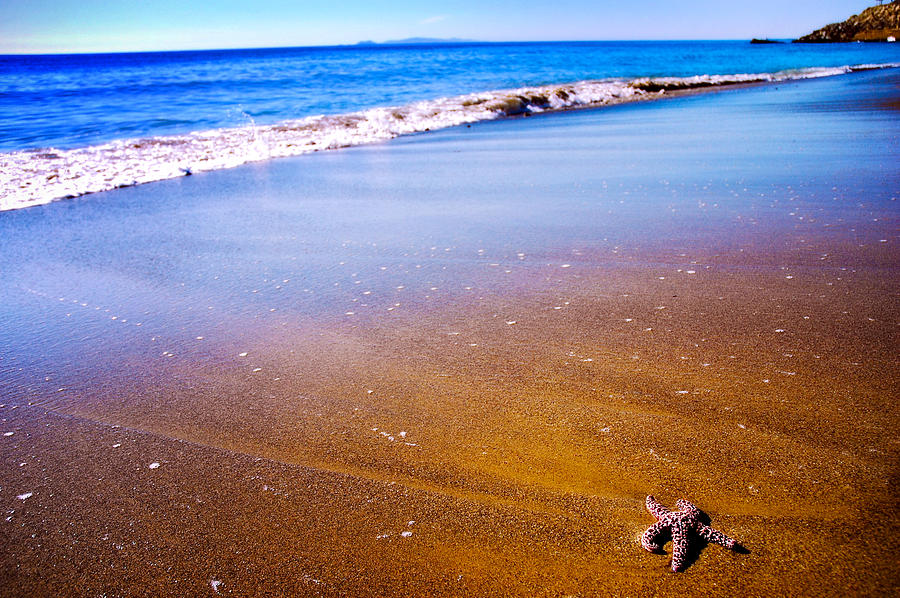Beach Photograph - Starfish by Eric Benjamin