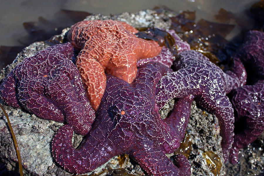 Starfish Photograph by Gerry Bates