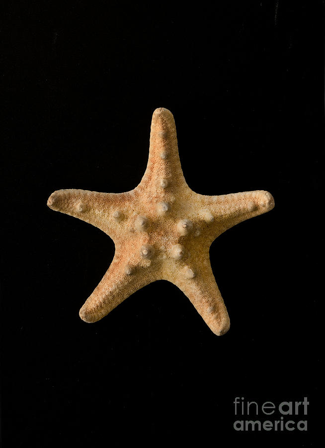 Fish Photograph - Starfish by Ian D Martin