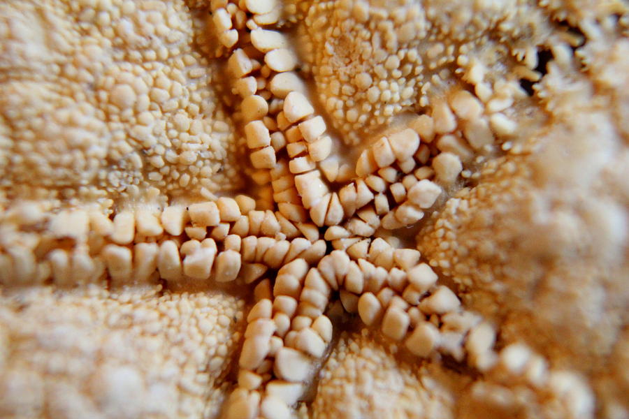 Starfish In A Starfish Photograph by Trent Mallett