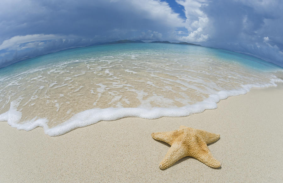 Starfish in Paradise Photograph by M Swiet Productions