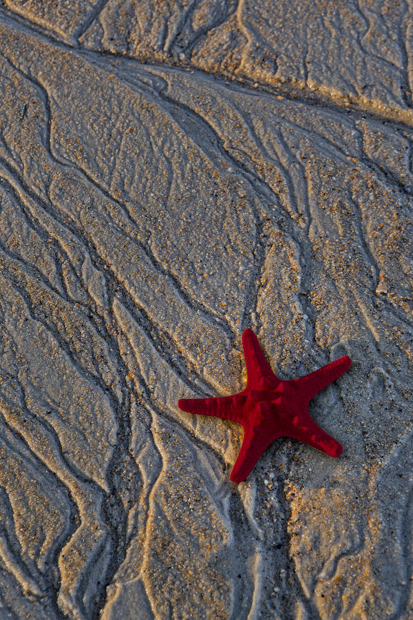 Starfish In The Sand Photograph by Susan Candelario
