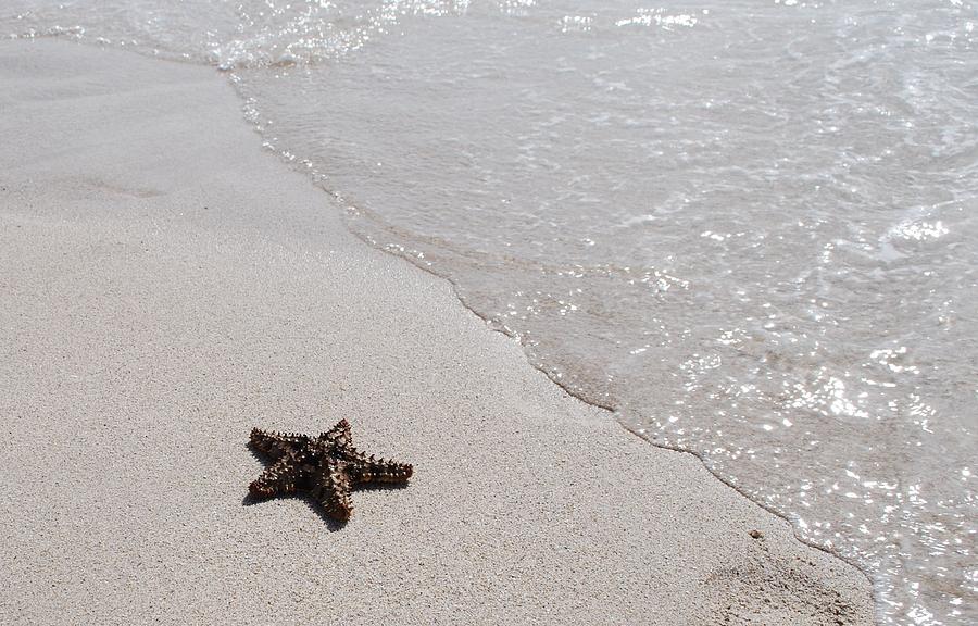 Starfish in the Sand Photograph by Tami Degelder - Fine Art America