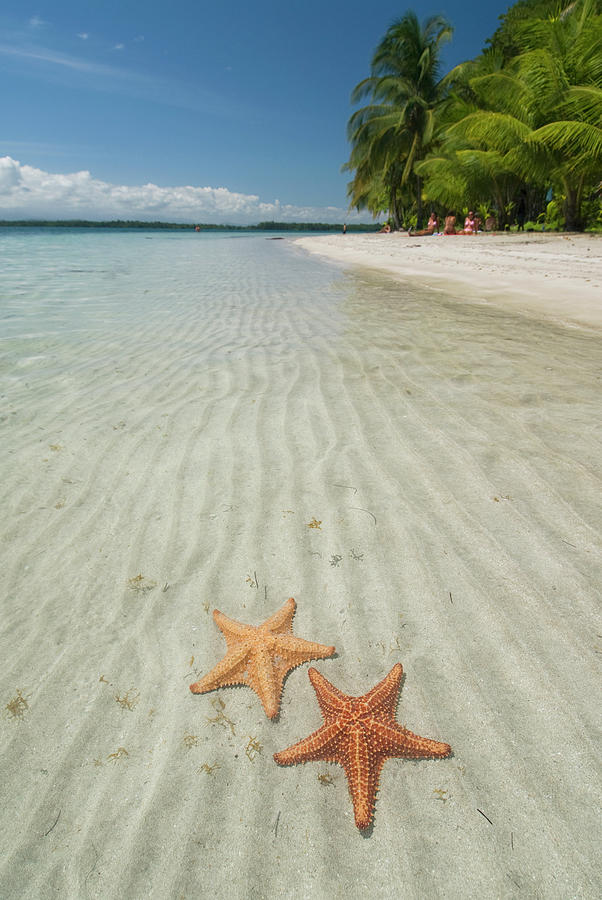 Starfish In The Shallow Water Along The Photograph by Richard Maschmeyer / Design Pics
