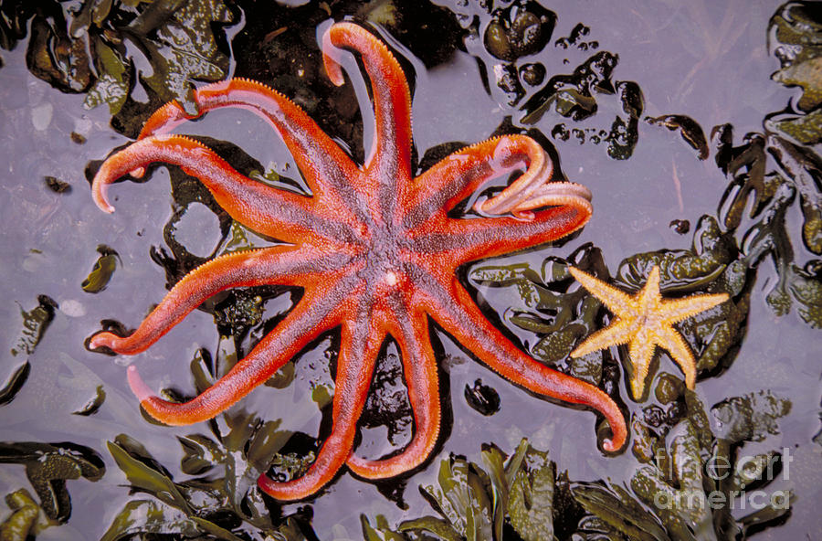 Starfish In Tidal Pool Photograph by Mark Newman