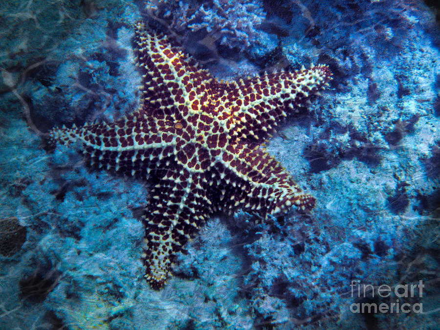 Starfish Photograph by Jemmy Archer