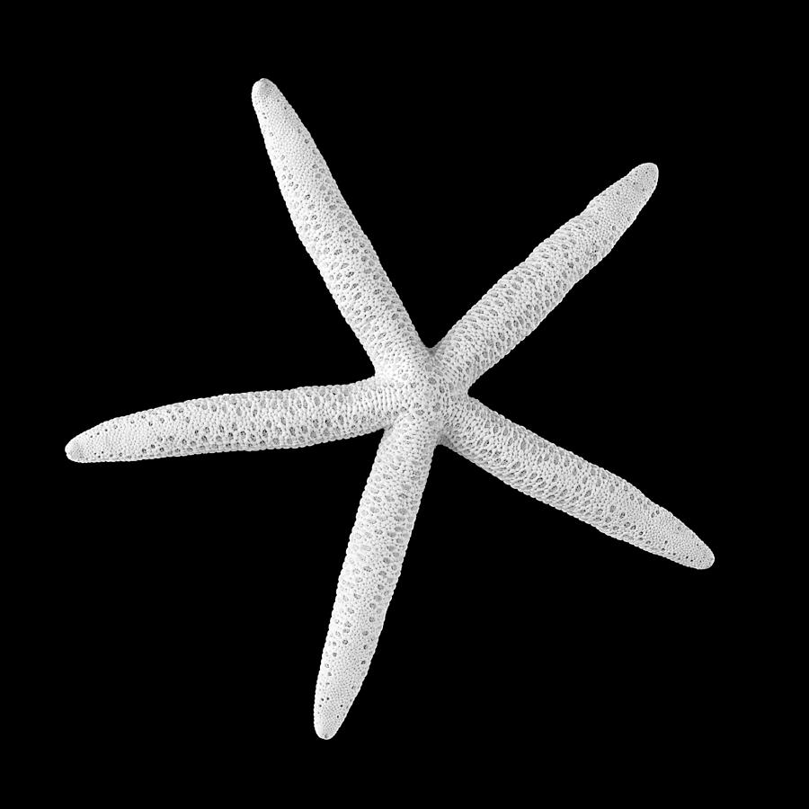 Starfish Photograph - Starfish by Jim Hughes