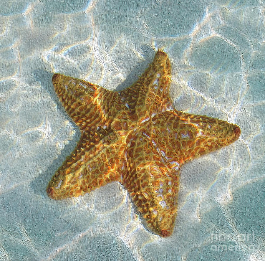 Starfish Mixed Media by Jon Neidert