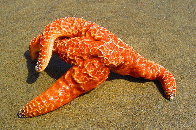Beach Photograph - Starfish  by Josias Tomas