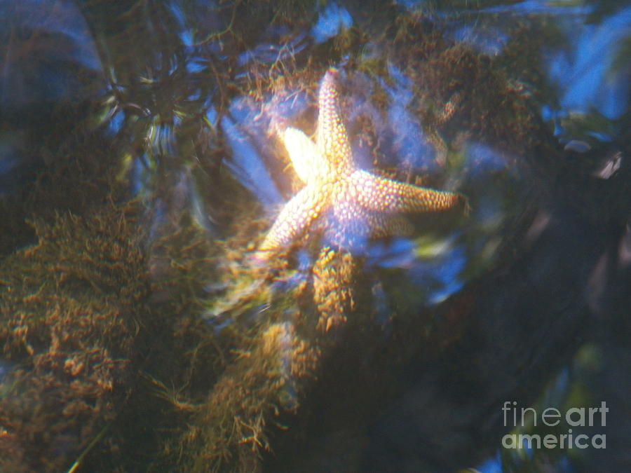 Starfish Photograph by Judy Via-Wolff