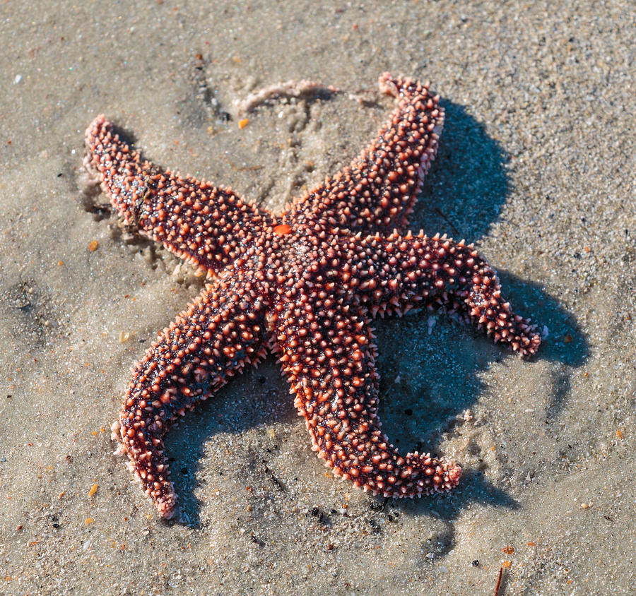 Starfish Photograph by Kathleen Scanlan