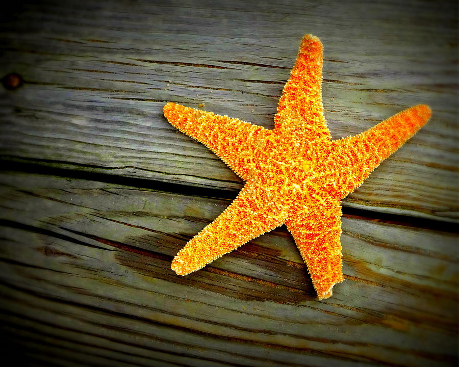 Starfish Photograph by Katy Hawk