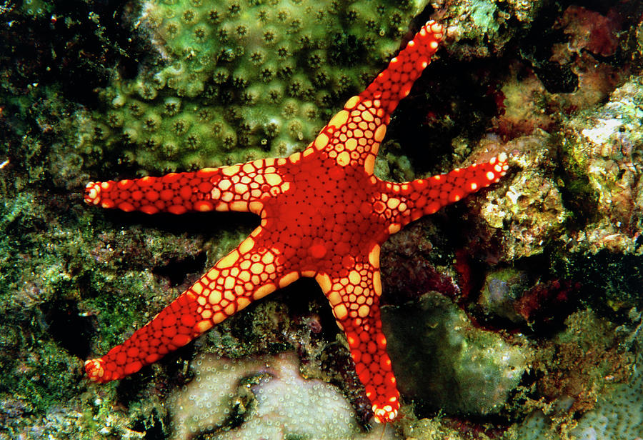 Starfish Photograph by Matthew Oldfield/science Photo Library - Fine ...