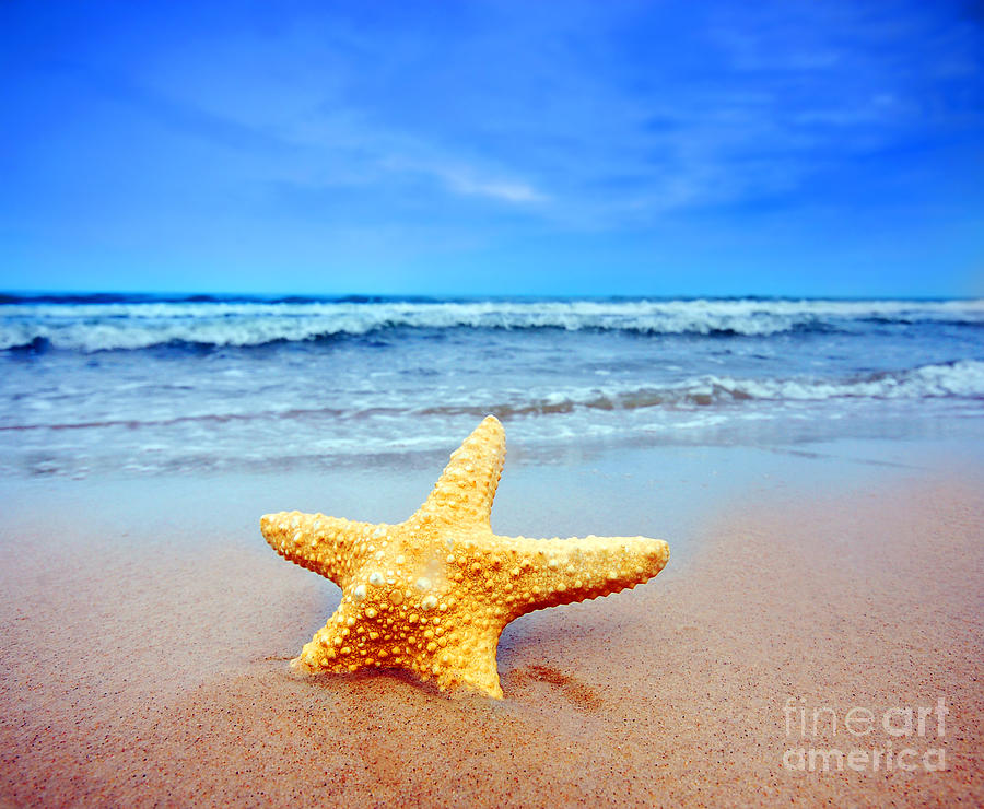 Fish Photograph - Starfish on a beach   by Michal Bednarek