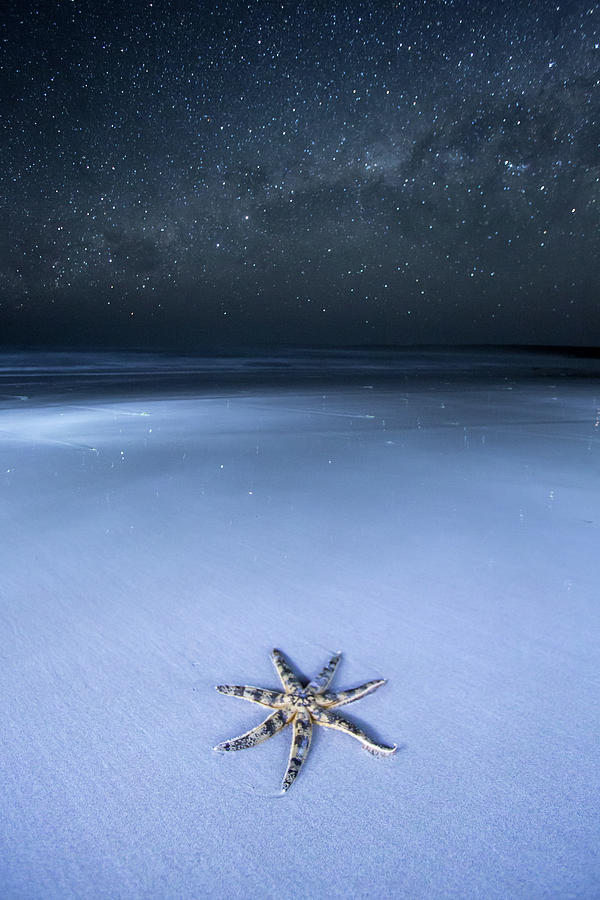 Starfish On A Beach And The Milky Way Photograph by John White Photos