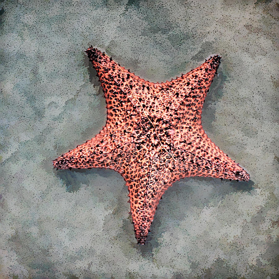 Starfish On Artistic Sand Photograph by Gary Slawsky