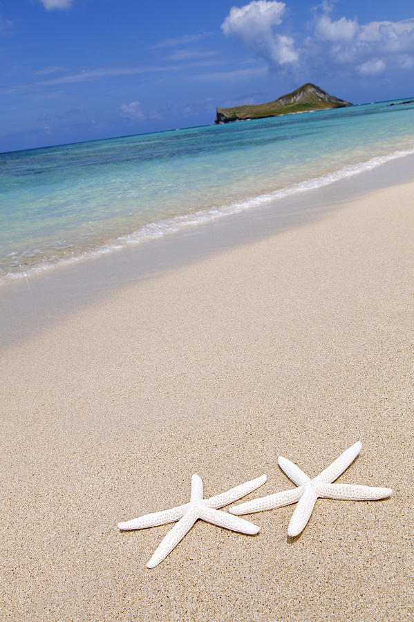Starfish on Beach Photograph by Brandon Tabiolo