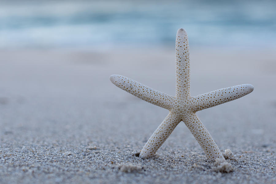 Starfish On Beach Seaside New Jersey Photograph