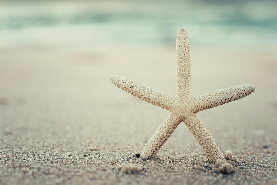 Starfish on Beach Vintage Seaside New Jersey  Photograph by Terry DeLuco