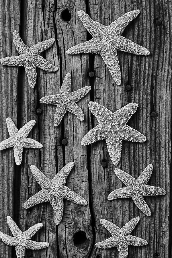 Still Life Photograph - Starfish on old wood black and white by Garry Gay