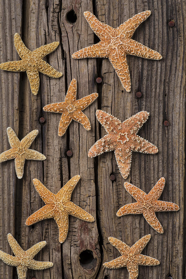 Still Life Photograph - Starfish on old wood by Garry Gay