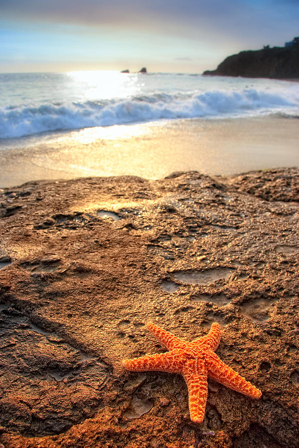 Starfish on Rock Photograph by Douglas Pulsipher