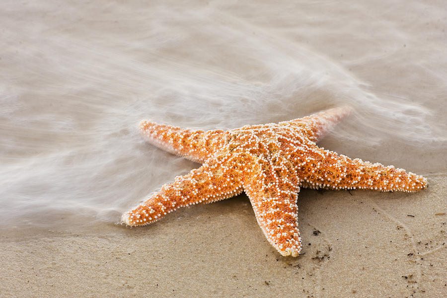 Starfish on the Beach Photograph by Bob Decker
