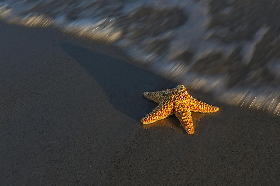 Animal Photograph - Starfish On The Beach by Susan Candelario