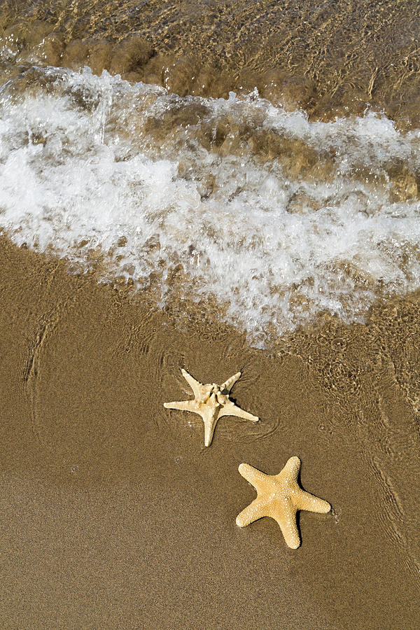 Starfish On The Beach Photograph by Uchar