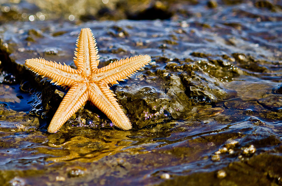 Starfish on the rock in the sea water Photograph by Brch Photography