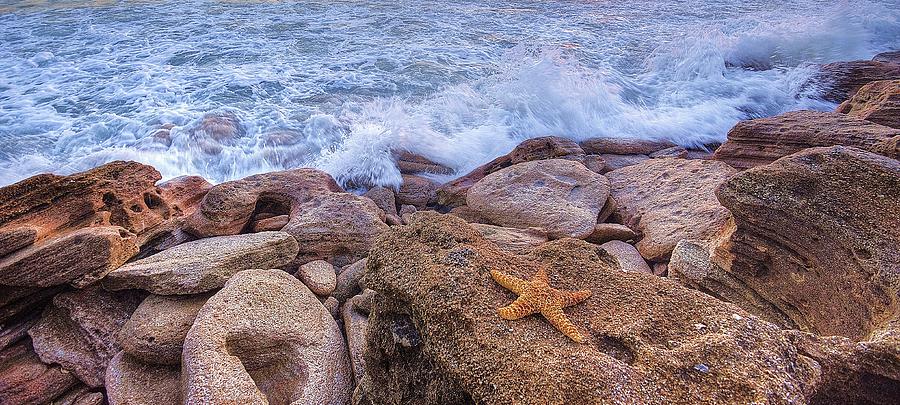 Starfish on the Rocks Photograph by Danny Mongosa